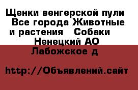 Щенки венгерской пули - Все города Животные и растения » Собаки   . Ненецкий АО,Лабожское д.